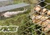 Body Farms