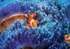 Alien Reefs