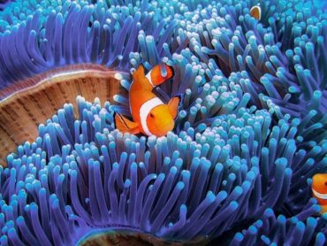 Alien Reefs