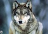 In the Valley of the Wolves