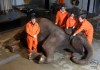 The Elephant: Inside Nature’s Giants